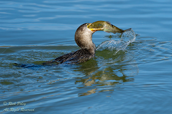 Juvenile Neotropical Cormorant (Phalacrocorax brasilianus) With