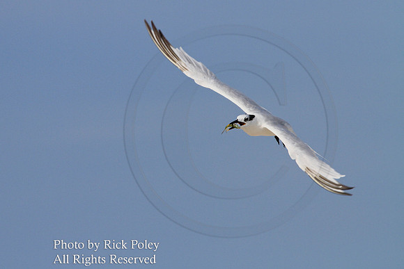Sandwich Tern (Sterna sandvicensis) Flying with Fish