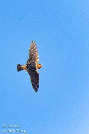 Adult Northern Cliff Swallow (Petrochelidon pyrrhonota) Banking