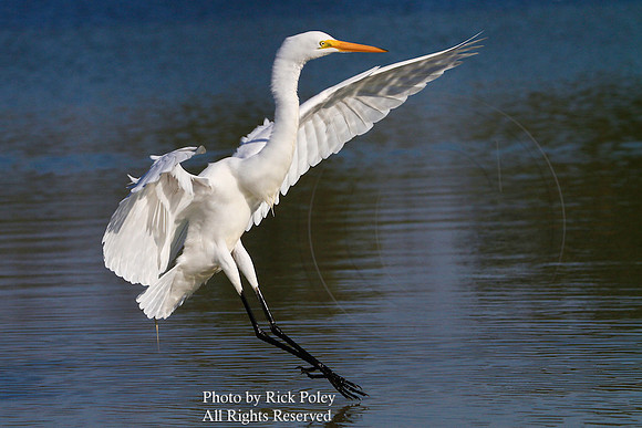 Great Egret (Ardea alba) Landing