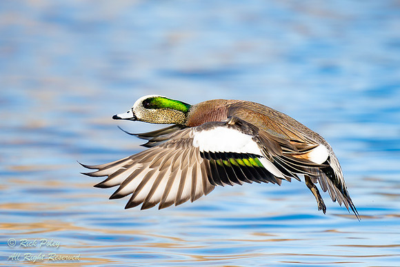 Male American Wigeon (Anas americana) Taking Flight, NM