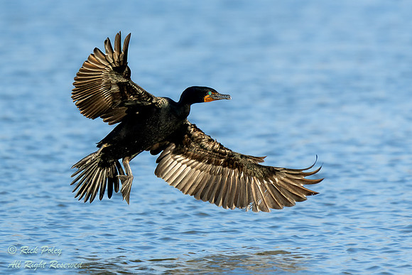 Double-crested Cormorant (Phalacrocorax auritus) Landing on Pond