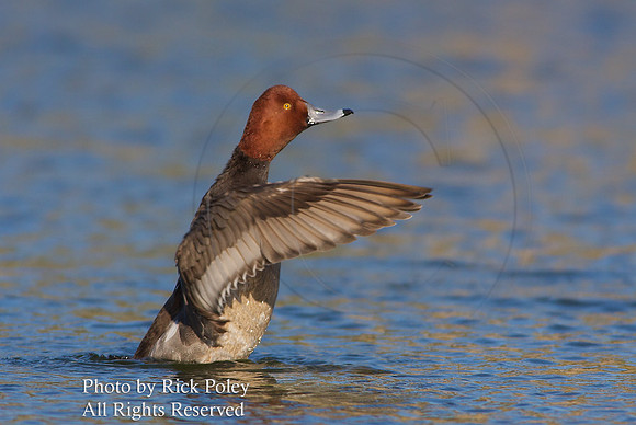 Male Redhead (Aythya americana) Duck Drying Wings