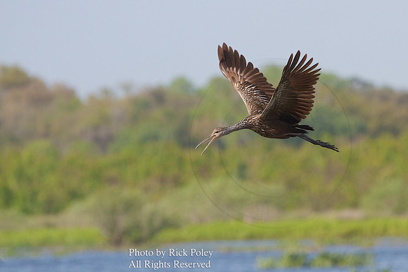 Calling Limpkin in Flight