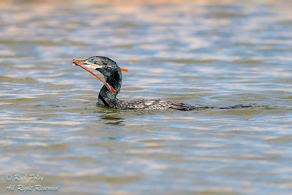 Neotropical Cormorant (Phalacrocorax brasilianus) Gathering Nest