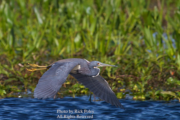 Tricolored Heron in Flight