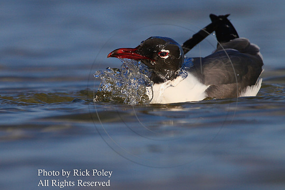 Bathing Laughing Gull