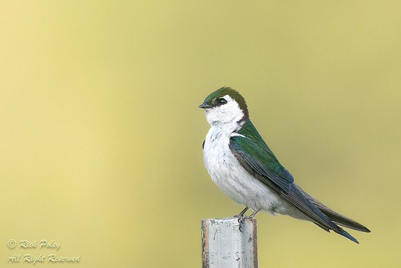 Perching Male Violet-green Swallow (Tachycineta thalassina), CO