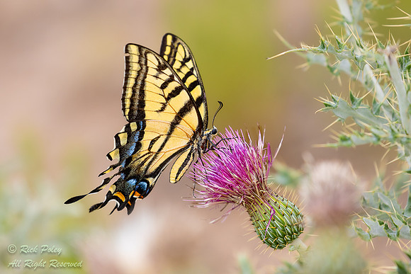 Western Tiger Swallowtail Butterfly (Papilio rutulus) Foraging,