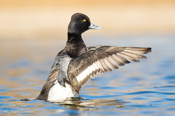 Male Lesser Scaup (Aythya affinis) Drying Wings, NM