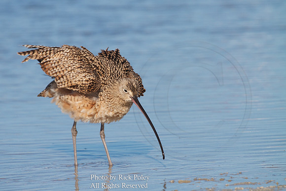 Long-billed Curlew (Numenius americanus) Preening