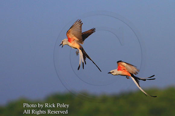 Scissor-tailed Flycatchers (Tyrannus forficatus) Fighting