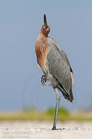 Reddish Egret (Egretta rufescens)