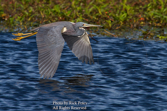Tricolored Heron in Flight