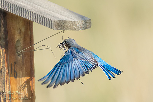 Female Mountain Bluebird (Sialia currucoides) Returning to Nest