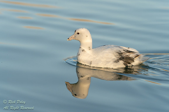 Leucistic,American Coot (Fulica americana), NM