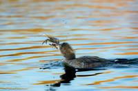 Female Hooded Merganser (Lophodytes cucullatus) with a Crayfish,