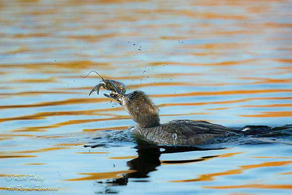 Female Hooded Merganser (Lophodytes cucullatus) with a Crayfish,