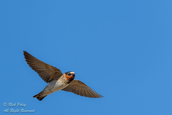 Adult Northern Cliff Swallow (Petrochelidon pyrrhonota) in Fligh