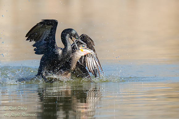 Neotropical Cormorant (Phalacrocorax brasilianus) Trying to Stea