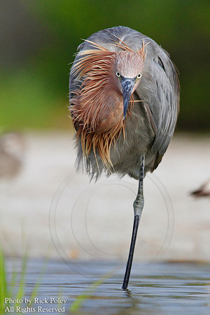 Reddish Egret (Egretta rufescens)