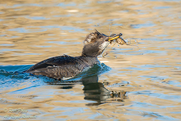 Female Hooded Merganser (Lophodytes cucullatus) with a Crayfish,