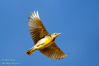 Western Meadowlark (Sturnella neglecta)  in Flight, NM