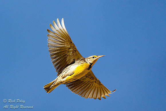 Western Meadowlark (Sturnella neglecta)  in Flight, NM
