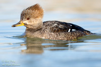 Hooded Merganser (Lophodytes cucullatus) Hen Close-up; NM,