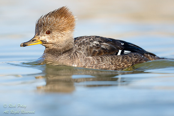 Hooded Merganser (Lophodytes cucullatus) Hen Close-up; NM,