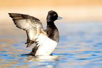 Male Lesser Scaup (Aythya affinis) Drying Wings After Bathing, N