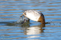 Juvenile Canvasback (Aythya valisineria) Diving, NM