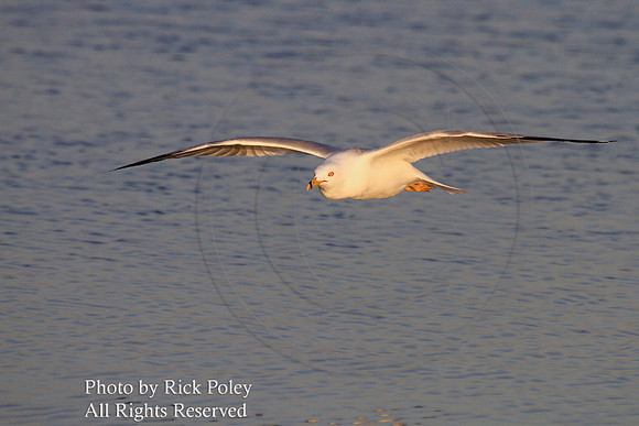 Ring-billed Gull Flying