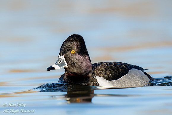 Male Ring-necked Duck (Aythya collaris), NM