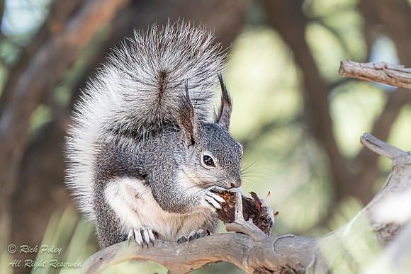 Abert's Squirrel (Sciurus aberti) Feeding on Pine Cone, CO