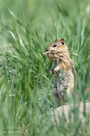 Foraging Golden-mantled Ground Squirrel (Callospermophilus later