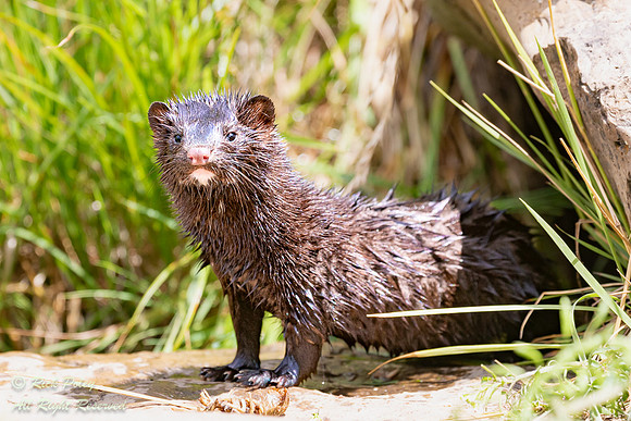 Mink (Neovison vison), CO