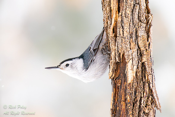 Foraging White-breasted Nuthatch (Sitta carolinensis), NM