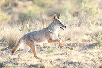 Young Coyote (Canis latrans) Playing, NM