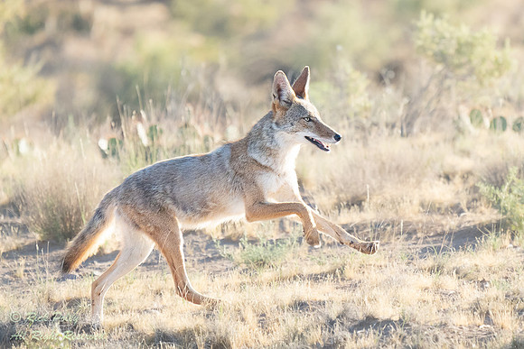 Young Coyote (Canis latrans) Playing, NM