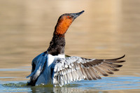 Drake Canvasback (Aythya valisineria) Drying Wings After Bathing