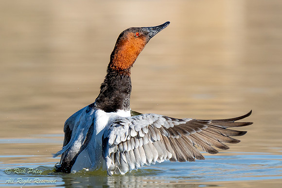 Drake Canvasback (Aythya valisineria) Drying Wings After Bathing