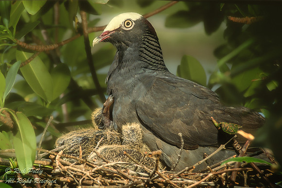 Nesting White-crowned Pigeon (Patagioenas leucocephala) & Squabs