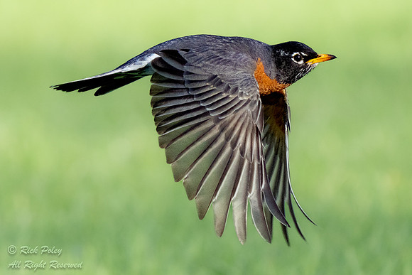 American Robin (Turdus migratorius) in Flight, CO