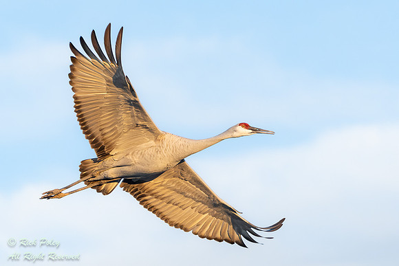 Sandhill Crane (Grus canadensis) in Flight, NM