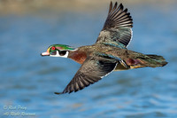 Drake Wood Duck (Aix sponsa) in Flight, NM