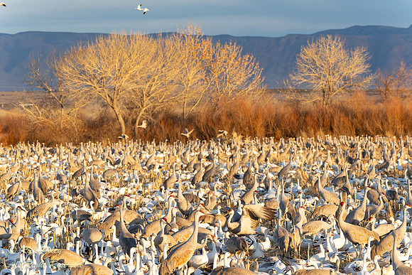 Sandhill Cranes (Grus canadensis) & Snow Geese (Chen caerulescen