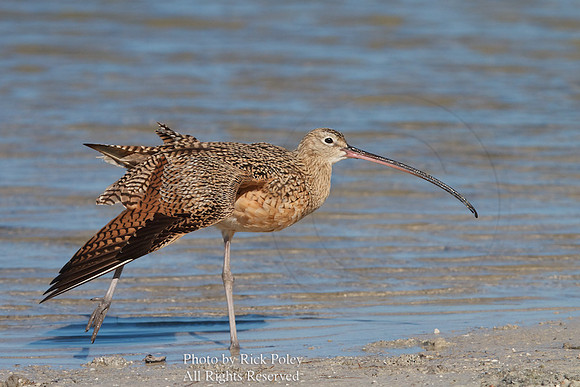 Long-billed Curlew (Numenius americanus) Stretch