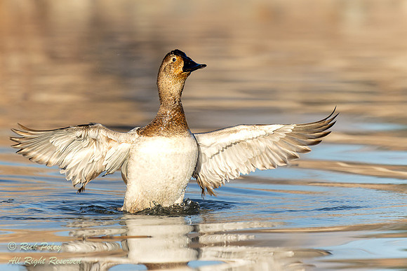 Juvenile Canvasback (Aythya valisineria) Drying Wings After Bath