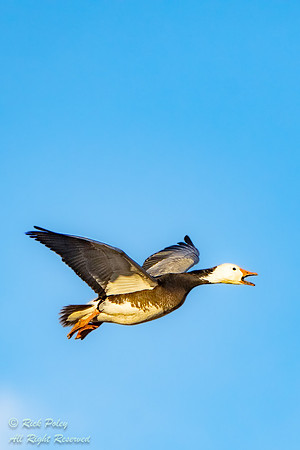 Dark Morph Snow Goose (Chen caerulescens) Calling in Flight, NM,
